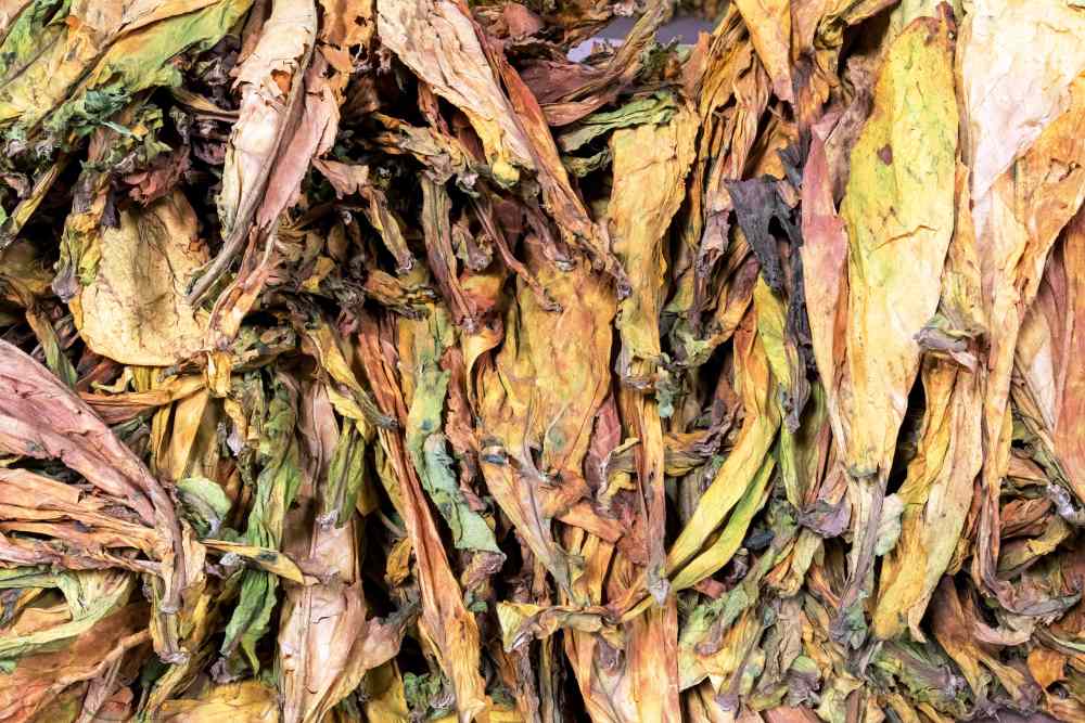 An array of various green to brown coloured dried tobacco leaves
