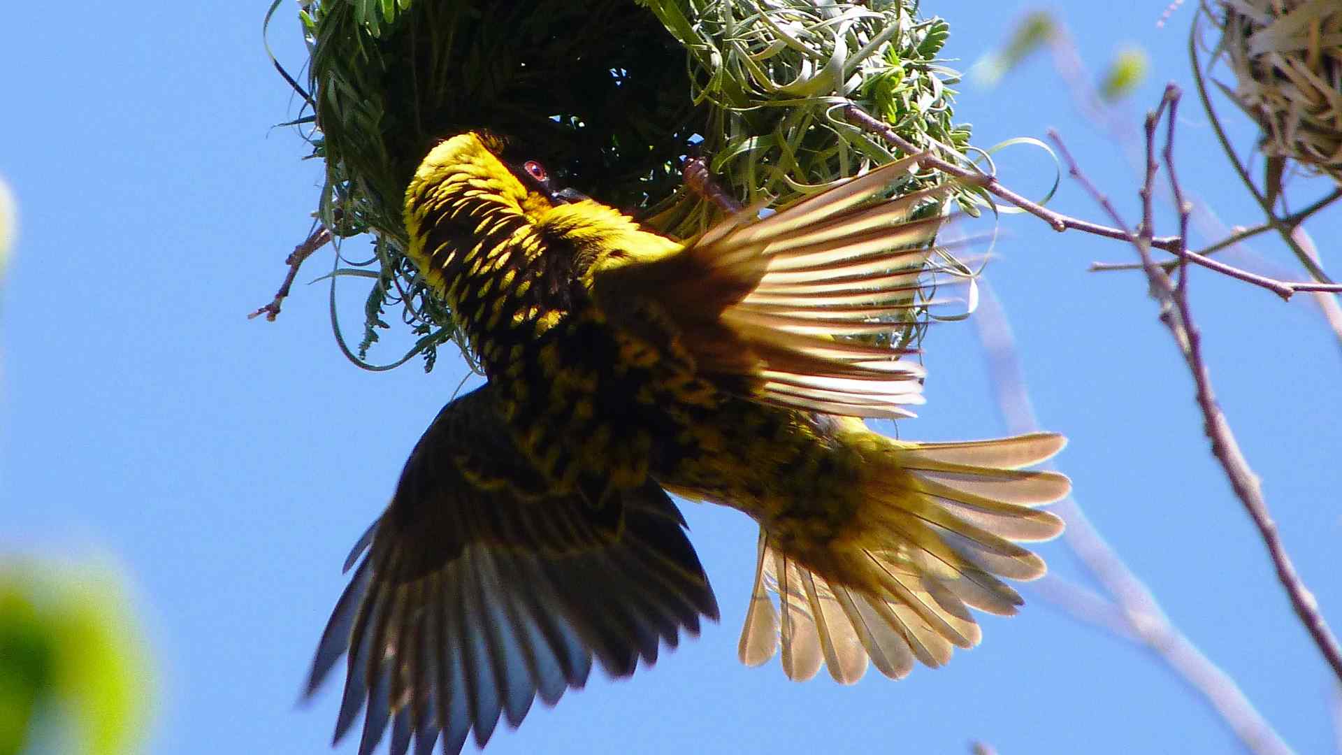 Bird flying in its nest