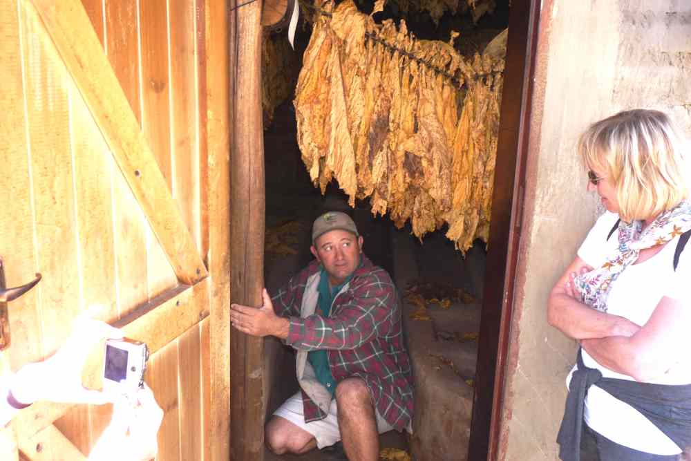 The process of curing tobacco takes days