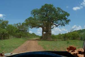 Baobab in Gonerazhou
